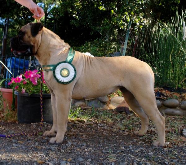 RIDGETOP'N MARCONIAN FIFTH ELEMENT | Bullmastiff 