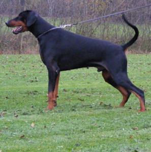 Zamu Les Deux Peupliers | Black Doberman Pinscher