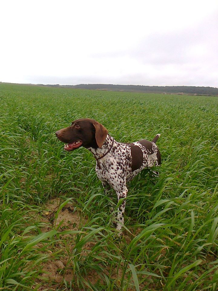 G-Txuguinha da Quinta da Maralha | German Shorthaired Pointer 