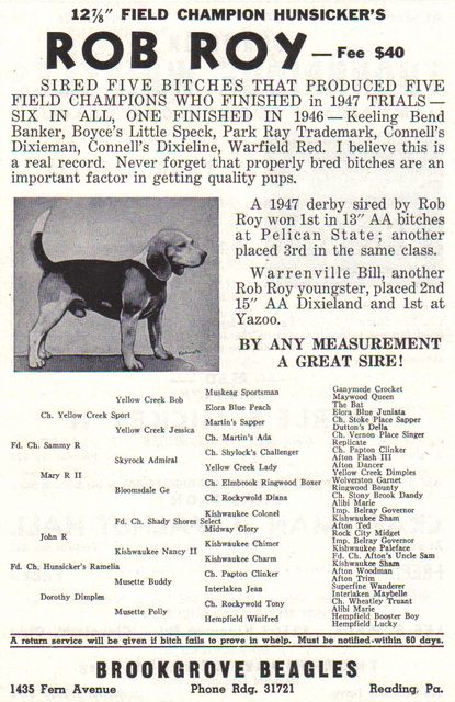 Hunsicker's Rob Roy | Beagle 