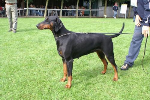Armanda Les Deux Peupliers | Black Doberman Pinscher