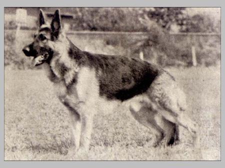 Barry von der Ederfelsburg | German Shepherd Dog 