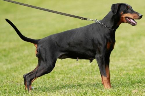 Sambucca v. Eschenbruch | Black Doberman Pinscher