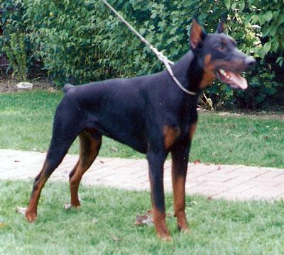 Ragnar v.'t Duinezicht | Black Doberman Pinscher