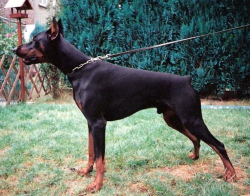 Rex v.'t Duinezicht | Black Doberman Pinscher