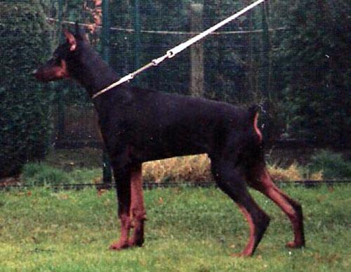 Roy v.'t Duinezicht | Black Doberman Pinscher