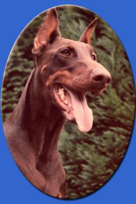 Rina v.'t Duinezicht | Brown Doberman Pinscher