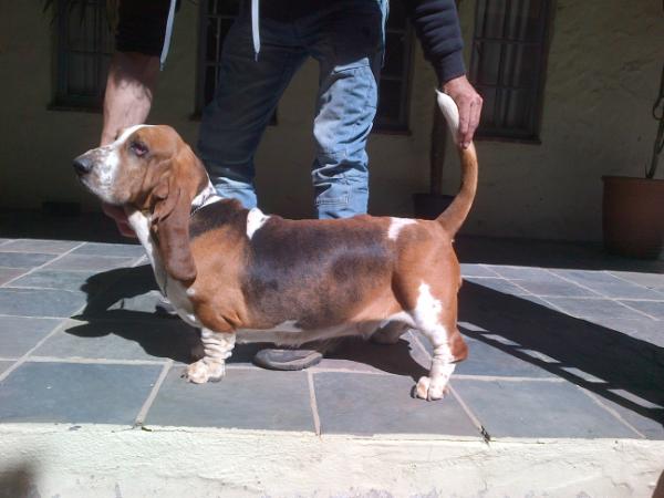 Stanlors Pippin of Middlearth at Tidalwaves | Basset Hound 