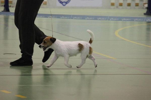 Duckling's JR Just Hide N Seek | Jack Russell Terrier 