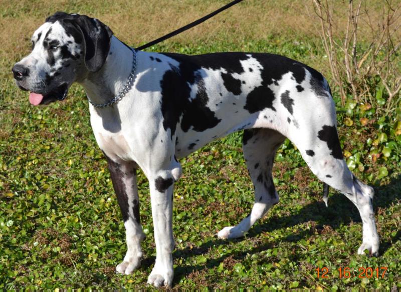 Nipper's Secret Cajun Dreams | Great Dane 