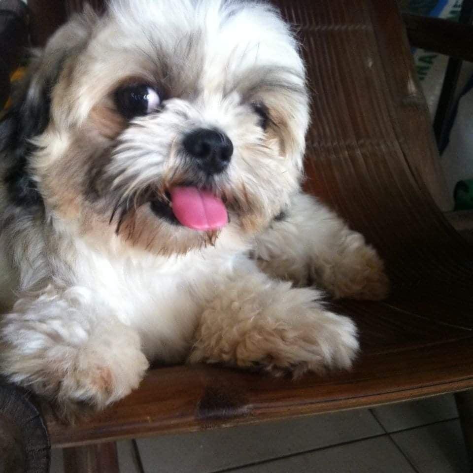 tim of summit beauties | Shih Tzu 