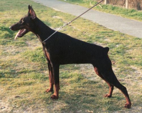 Shira v.'t Duinezicht | Black Doberman Pinscher