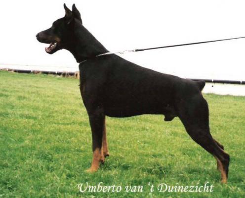 Umberto v.'t Duinezicht | Black Doberman Pinscher