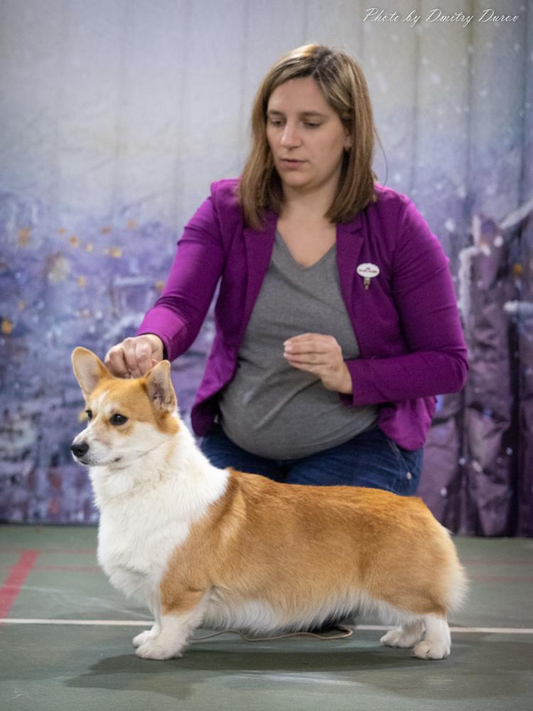 Yansons Rio Ritta | Pembroke Welsh Corgi 