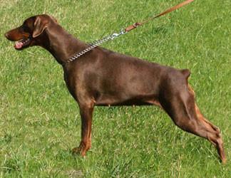 Beau v.'t Duinezicht | Brown Doberman Pinscher