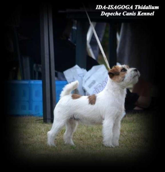 IDA-ISAGOGA Thidalium | Jack Russell Terrier 