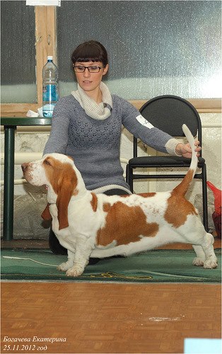 Hast Bliss Acacia Laeta | Basset Hound 