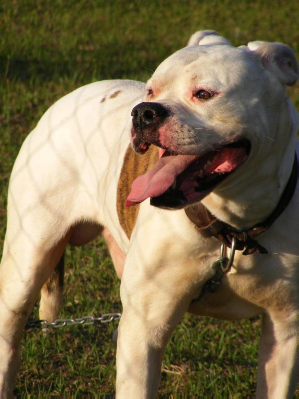 Sandhill's Excalibur | American Bulldog 