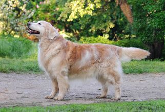 Smolib Syuzen Efri | Golden Retriever 