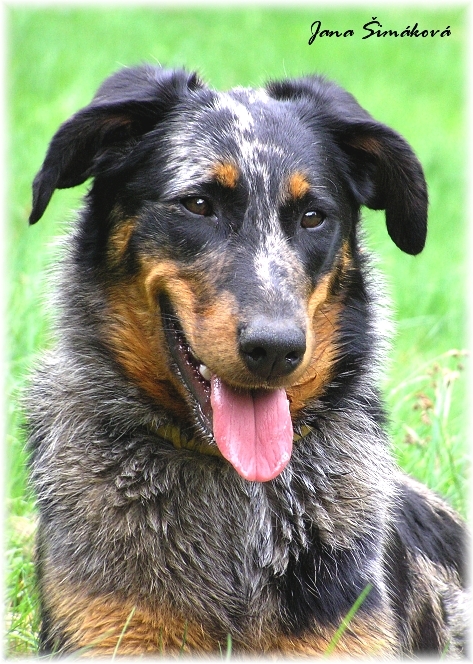 Bugi l Ami Noir | Beauceron 