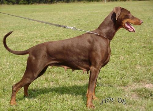 Lucky v. Eschenbruch | Brown Doberman Pinscher