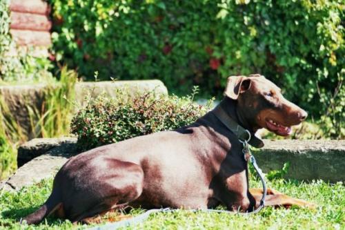 Kibo v. Eschenbruch | Brown Doberman Pinscher