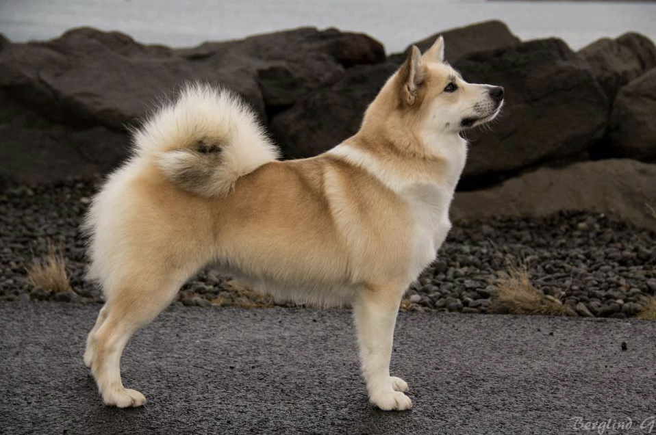 Stefsstells Sunna á Ólafsvöllum | Icelandic Sheepdog 