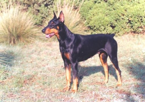 Kuba v. Eschenbruch | Black Doberman Pinscher