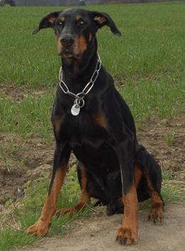 Ilarion v. Eschenbruch | Black Doberman Pinscher