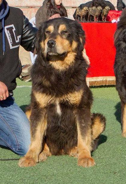 Khaaba | Tibetan Mastiff 