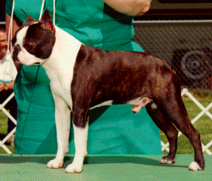 Beacon's Destin To-be By Sabe | Boston Terrier 