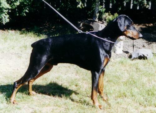 Eros v. Eschenbruch | Black Doberman Pinscher