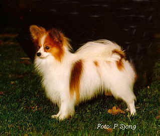 Ibstock Crock of Gold | Papillon 