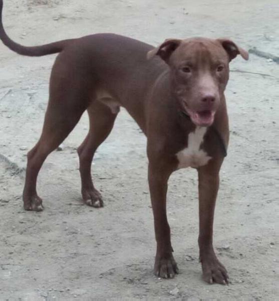 Obeda's Deadpool aka Giorgio | American Pit Bull Terrier 