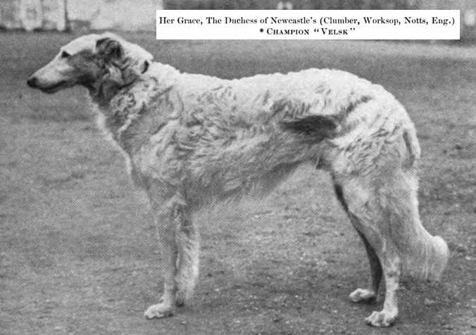 Velsk (~1900) | Borzoi 