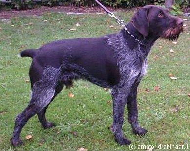 Astor von Erthal | German Wirehaired Pointer 