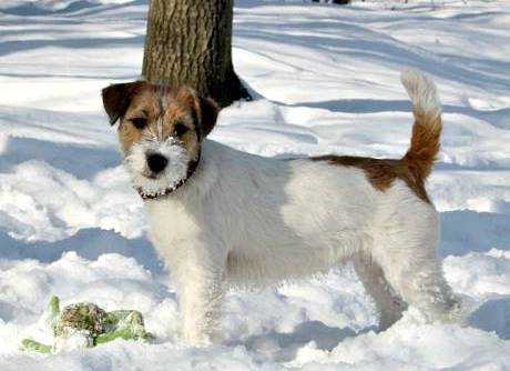 Eurazia de Timbaland | Jack Russell Terrier 