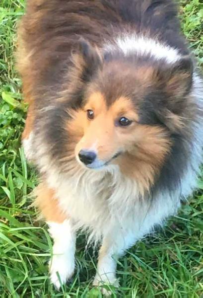 Elaraia Lady Kaleesi Of SheltieHaven | Shetland Sheepdog 