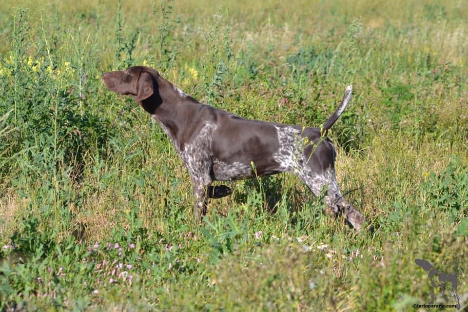 Oya du Rio Parana | German Shorthaired Pointer 