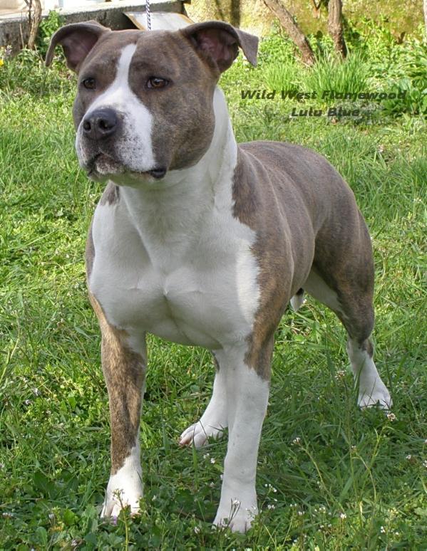 Wild West Flamewood Lulu Blue | American Staffordshire Terrier 