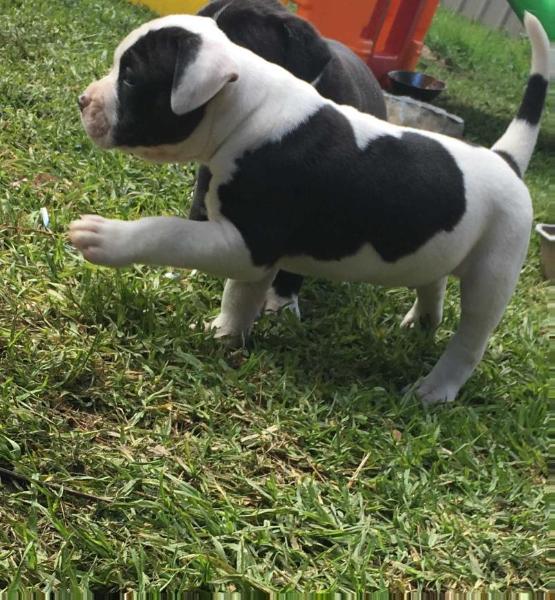 Aussie Muscles Boneknapper | American Bulldog 