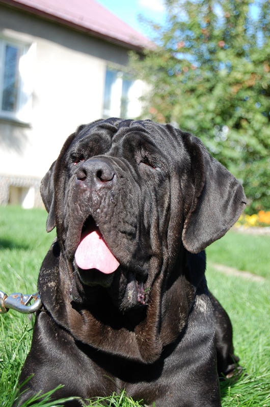 BRIGITTE Krzyk Uwielbienia | Neapolitan Mastiff 