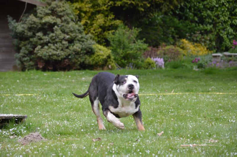 Whitebulls Mustang Roush | Olde English Bulldogge 