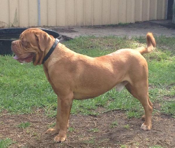 Taureauxroug Built Tonka Tough | Dogue de Bordeaux 