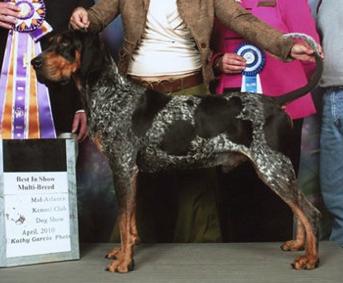 Timberline Lil Oaks Jed | Bluetick Coonhound 