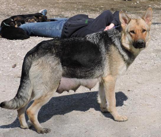 Mountaintop Goddess Athena | German Shepherd Dog 