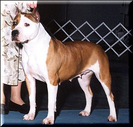 Bear Mountain Cloud Dancer | American Staffordshire Terrier 
