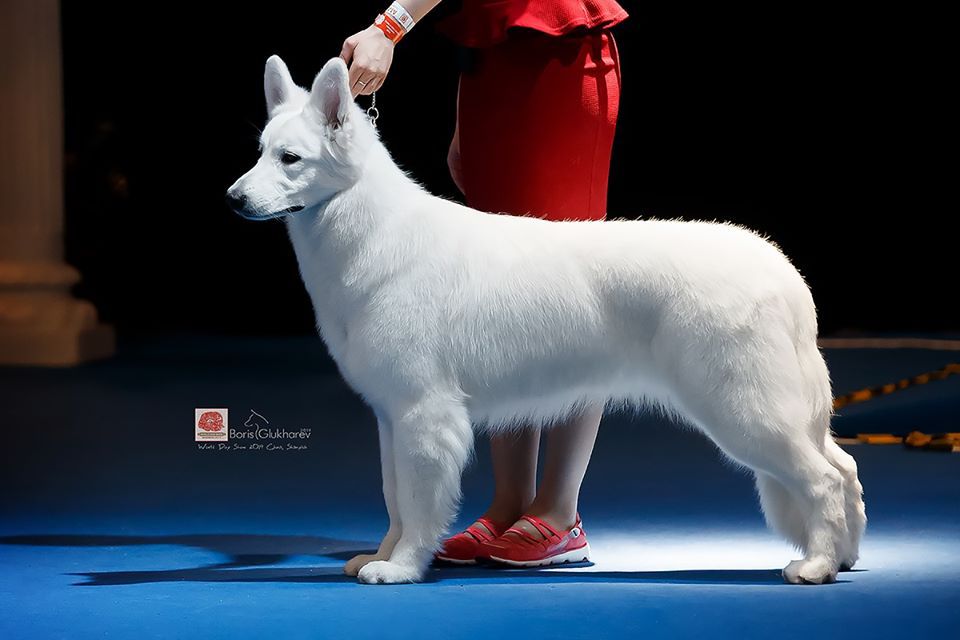 MOSKVA IZ BELOY BRIGADY | White Swiss Shepherd Dog 