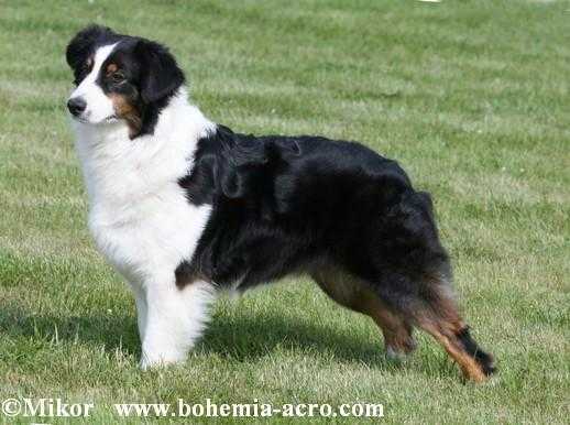 Anais Anais Bohemia Acro | Australian Shepherd 