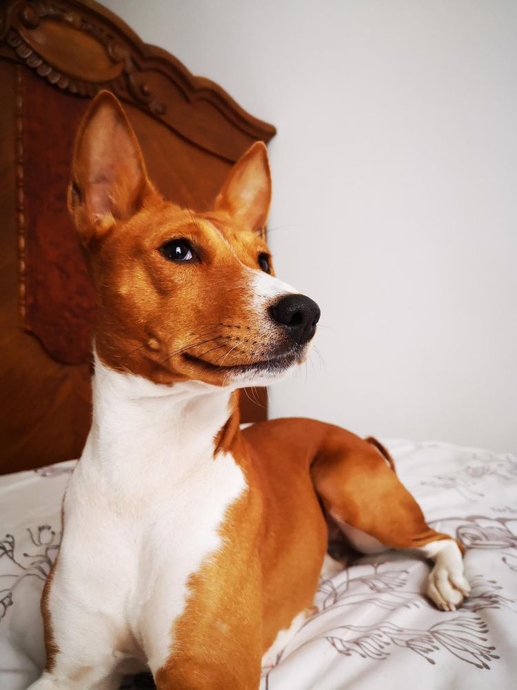 Fenix Astrid Libau Amber | Basenji 